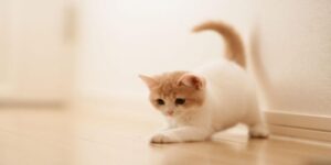 nằm mơ thấy mèo đánh số mấy