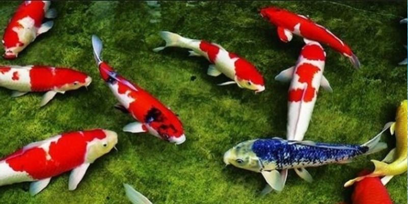 Nằm mơ thấy nhiều cá đánh con gì?